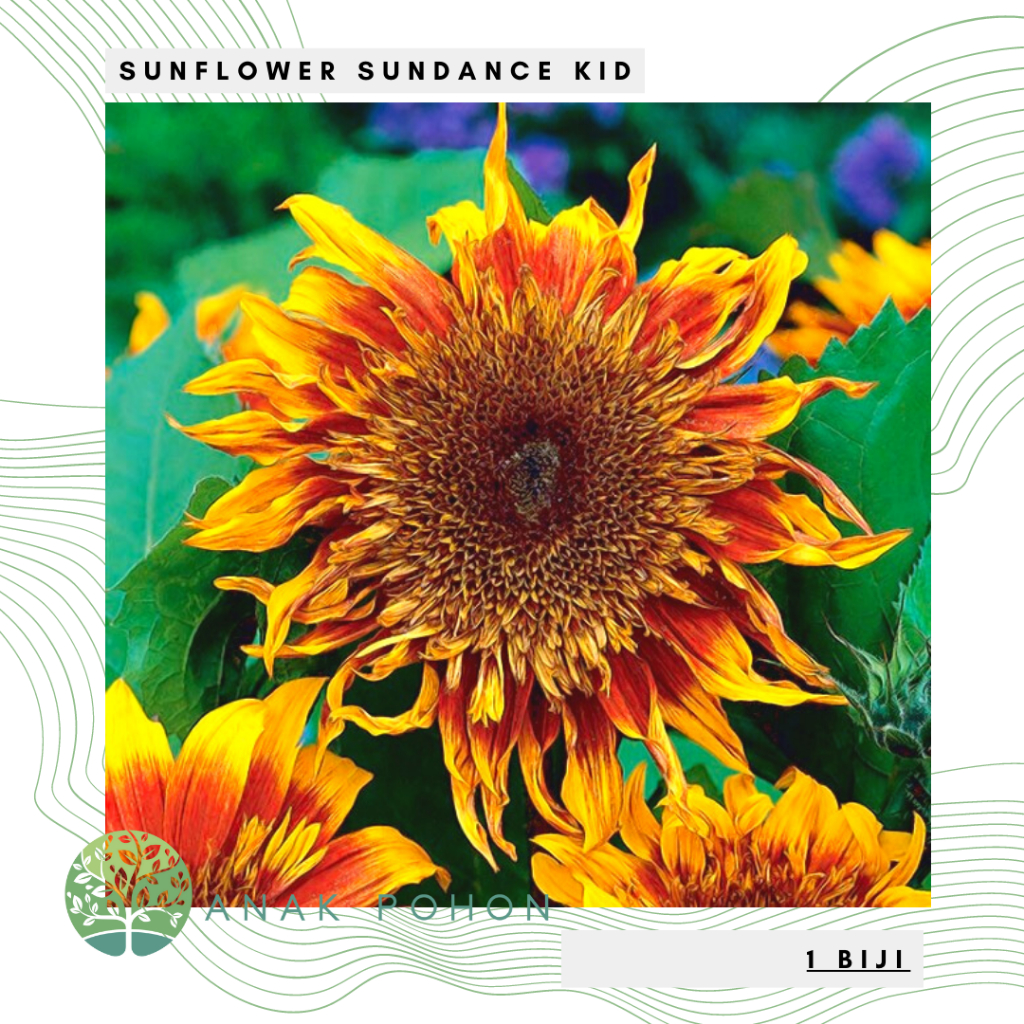 Benih Bibit Biji - Sunflower Sundance Kid (Dwarf) Bunga Matahari Seeds - IMPORT