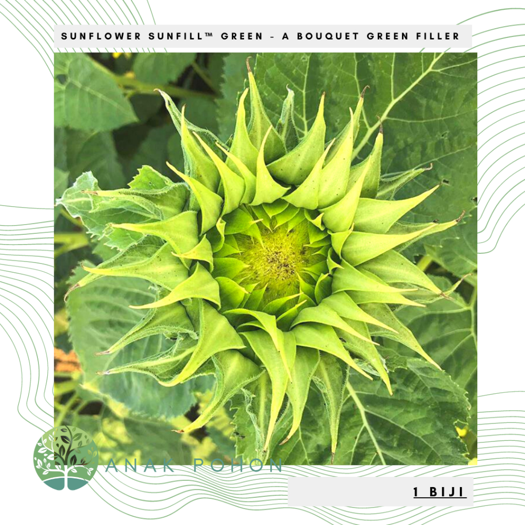 Benih Bibit Biji - Sunflower SunFill™ Green – A Bouquet Green Filler Bunga Matahari Seeds - IMPORT