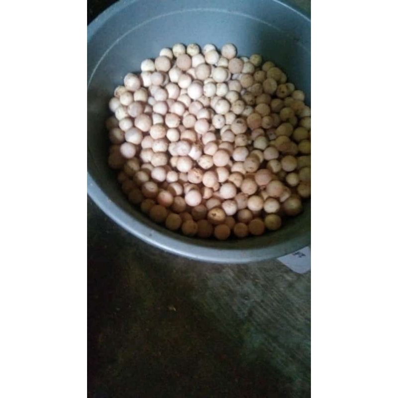 

telur bulus siap netas