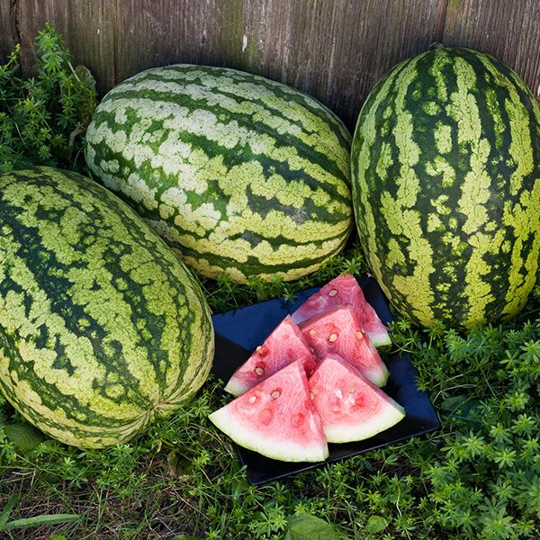 Benih Bibit Biji - Watermelon Striped Klondike Blue Ribbon Semangka Seeds - IMPORT