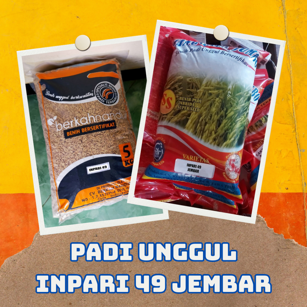 Benih Padi Inpari 49 Jembar Kemasan 5 kg