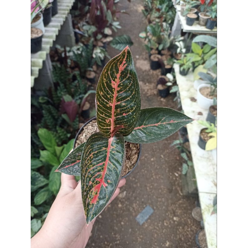Aglaonema Adelia / Aglonema Adelia Merah