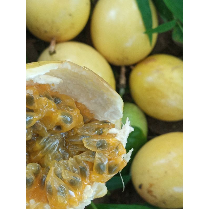 

markisa kuning asam manis 1 Kg