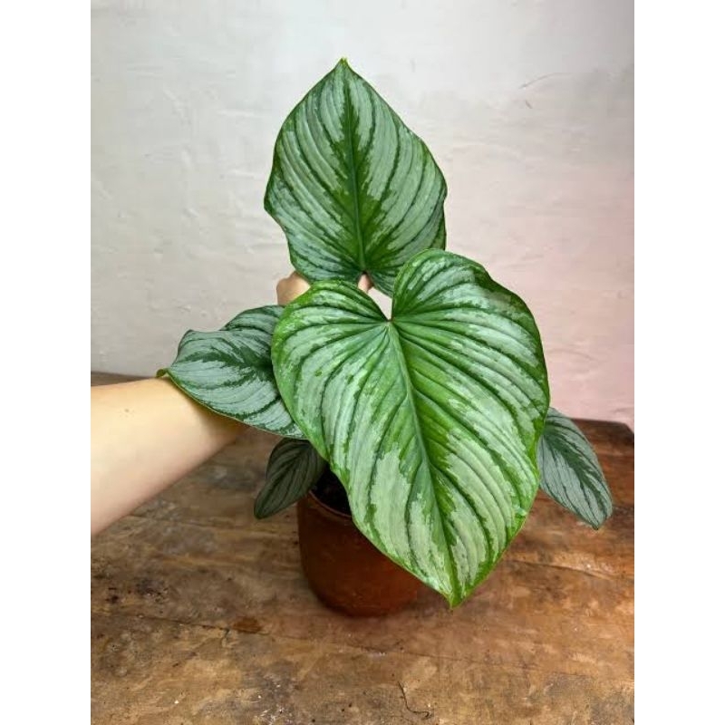 Philodendron Mamei Silver Cloud / Philo Mamey