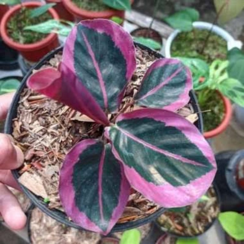 Calathea Cynthia Pink / Calathea Sintia Pink / Kalatea Sintia Pink