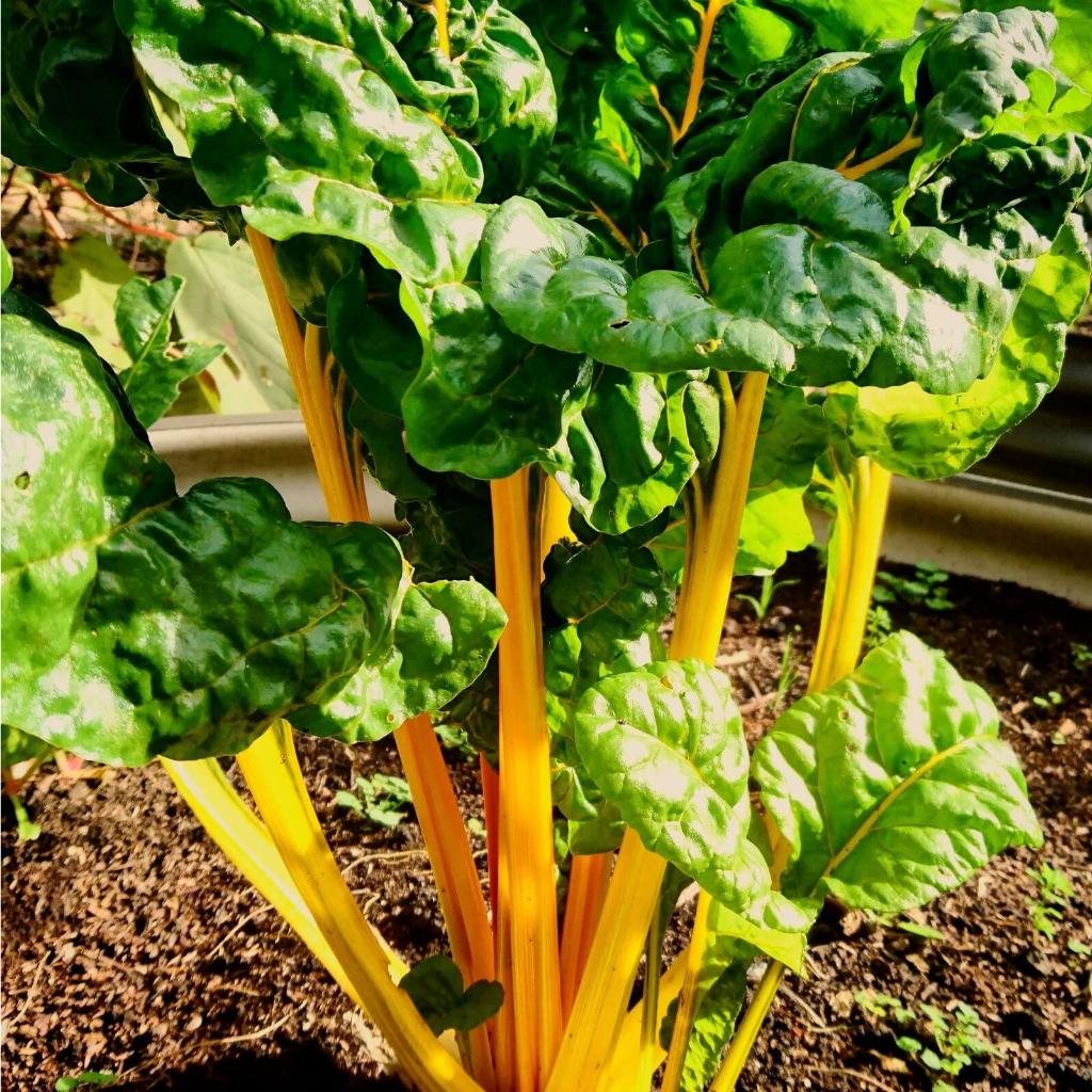 Benih Bibit Biji - Swiss Chard Canary Yellow Seeds - IMPORT