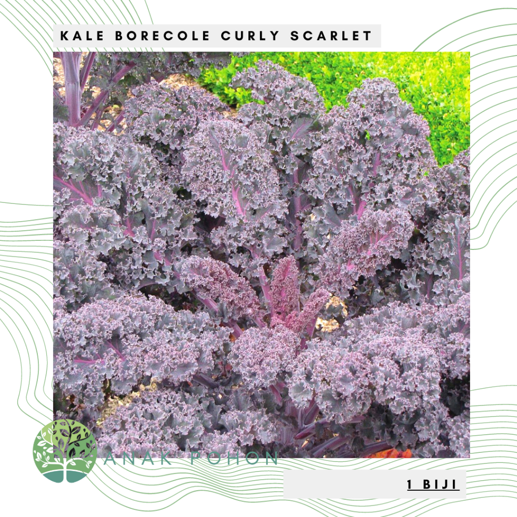 Benih Bibit Biji - Kale Borecole Curly Scarlet (Brassica olearcea acephala) Seeds - IMPORT