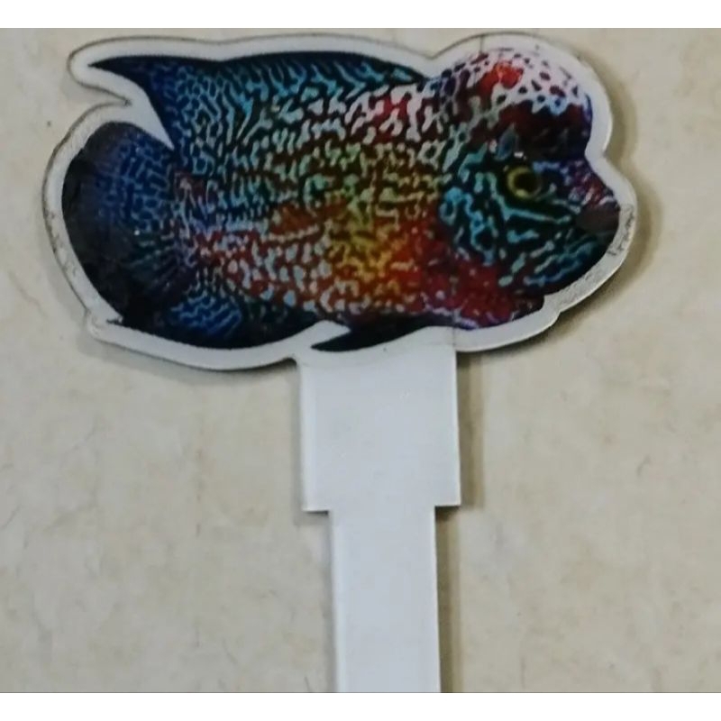 WAYANG F2 ORI THAILAND