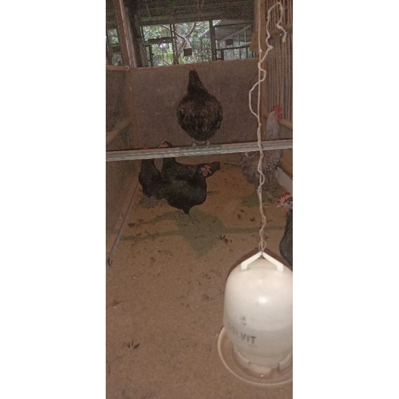 

TELUR AYAM KUNTARA X BARREDROCK FERTIL BISA DITETASKAN