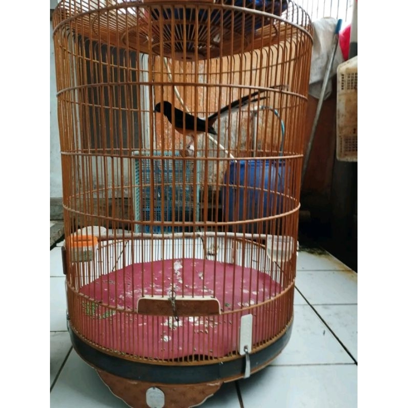 burung muray medan Gacoran