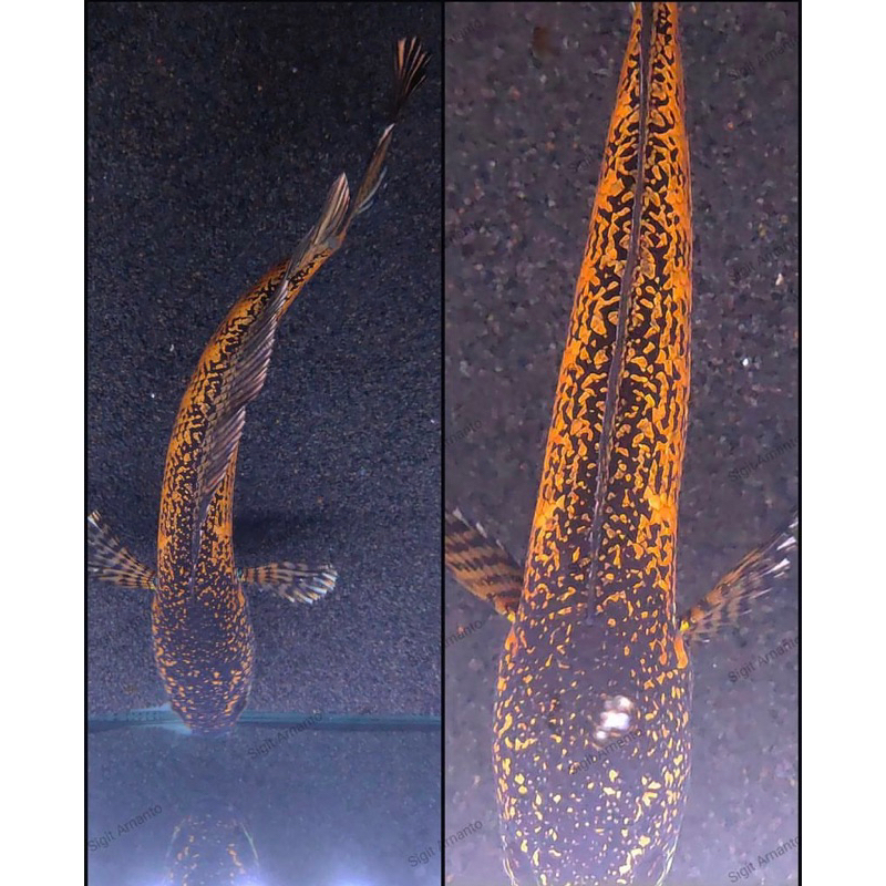 [PROMO] auranti maculata baby, corak muncul, ikan jinak dan istimewa