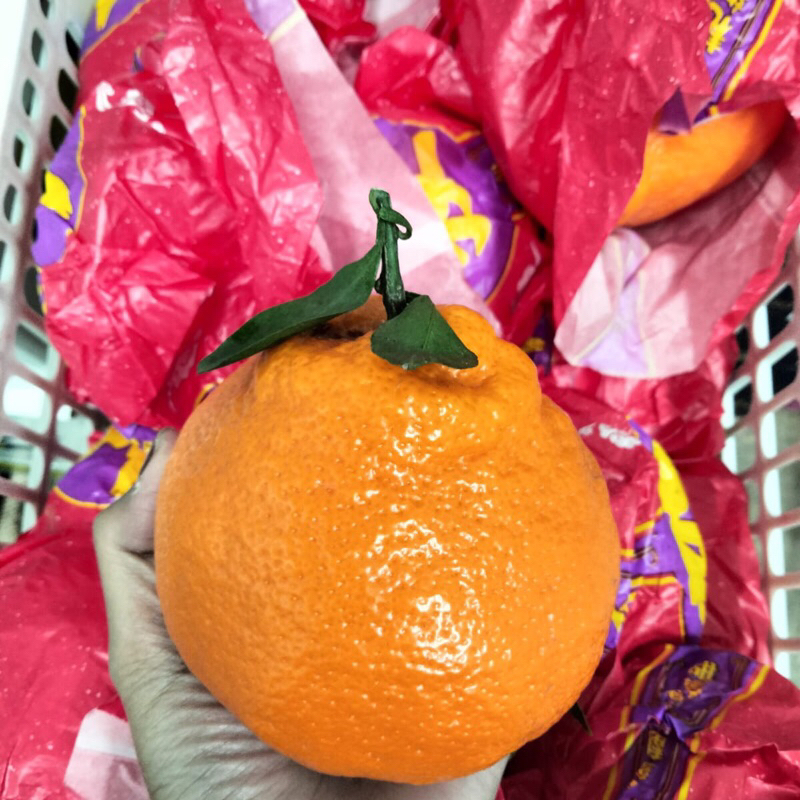 

Jeruk Dekopon Chuanjian Super Jumbo XXL 6,5 kg / box