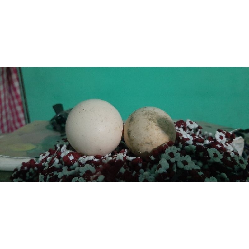 Telur Ayam Pelung Ori