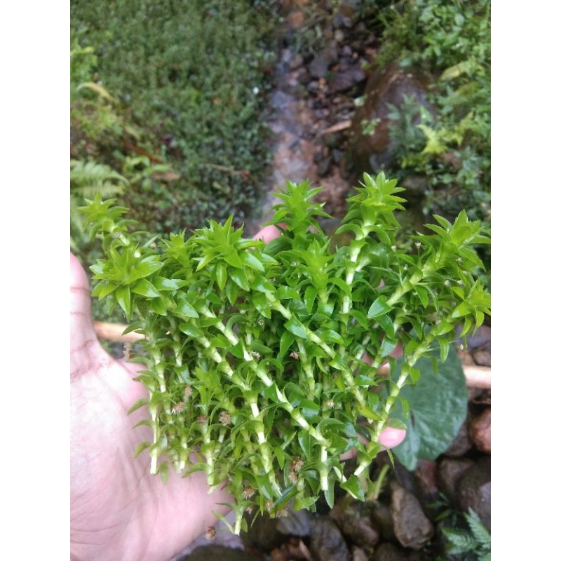 tanaman 30 batang / 30e 3 warna / bonus 2 pot tanaman