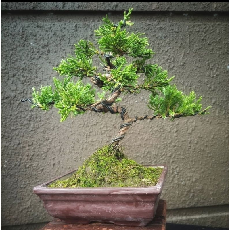 tanaman bonsai cemara juniperus sinensis siap pajang