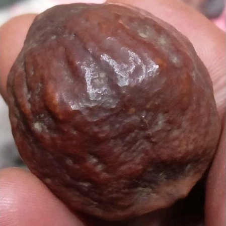 muncang Adu Mayit sidukun/Mayit jalim jawa ori yanti 4G super nyonyo