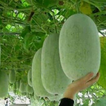 

daun bligo kundur daon bligo kundur 300