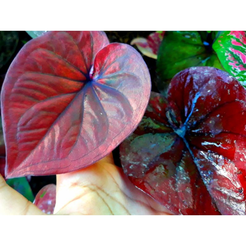 tanaman hias hidup bunga caladium hybrite 09