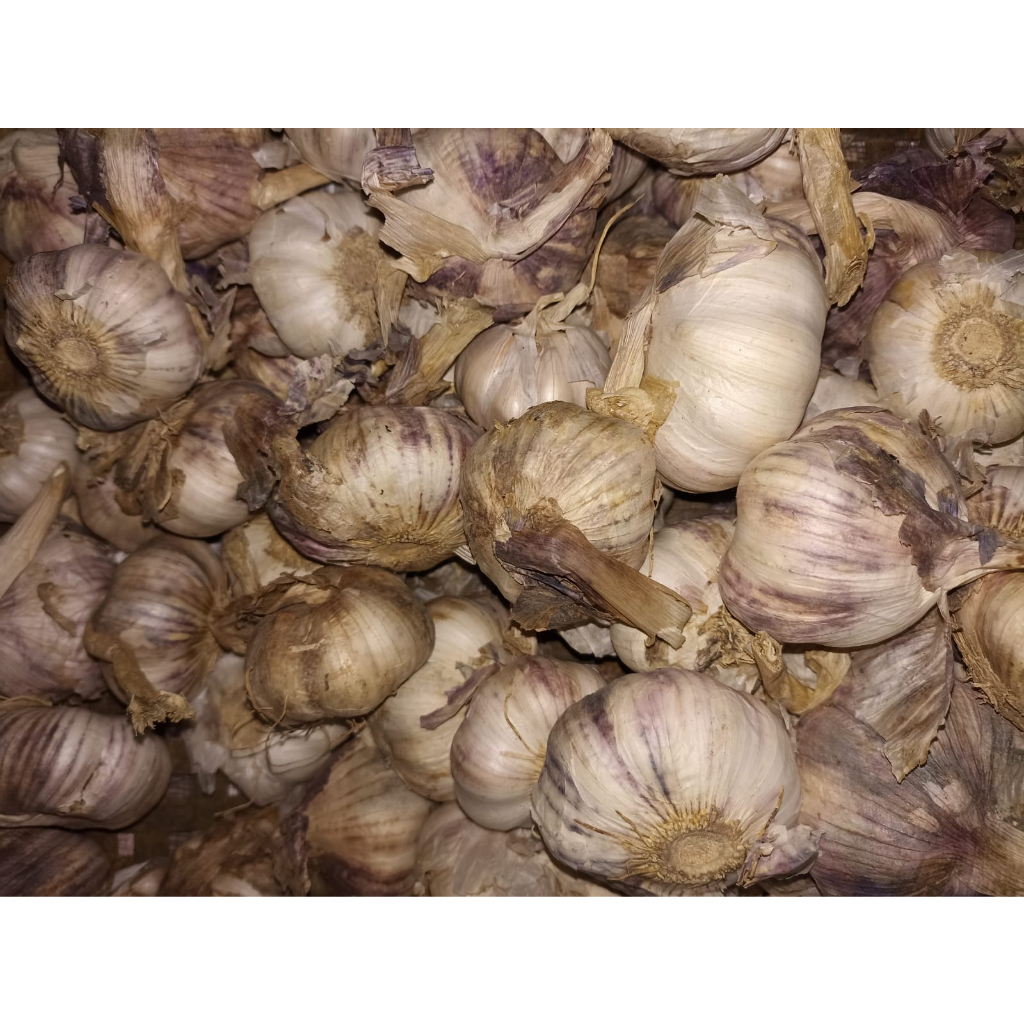 

BAWANG PUTIH BANCI KOTOR 1KG