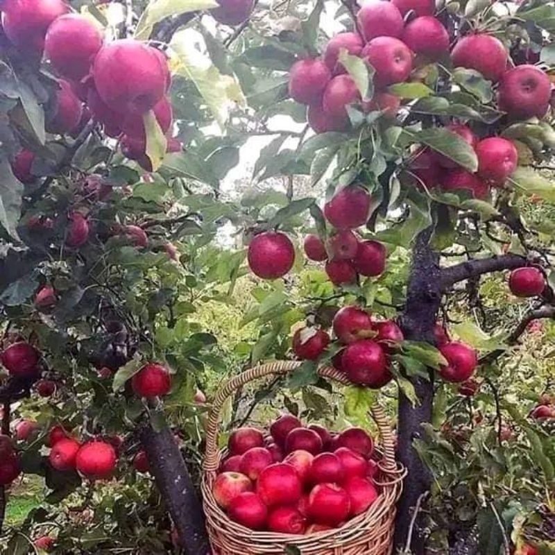 bibit apel merah cangkok