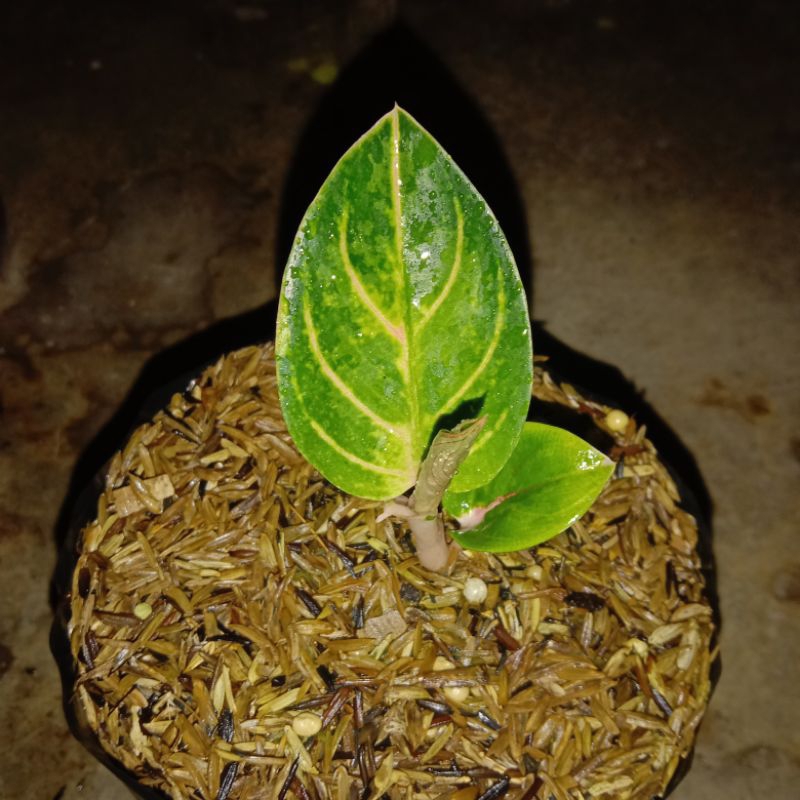 aglaonema golden rinjani size baby