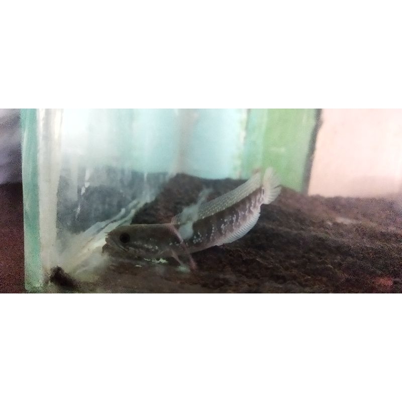 channa asiatica
