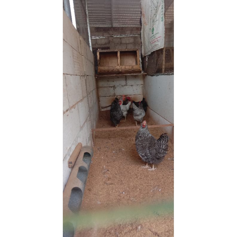 

TELUR AYAM KUNTARA 4 FERTIL. MINIMAL ORDER 10BUTIR