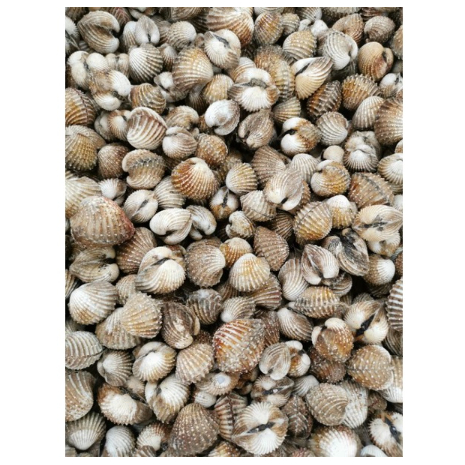 

Kerang Dara 500 gr Segar Murah