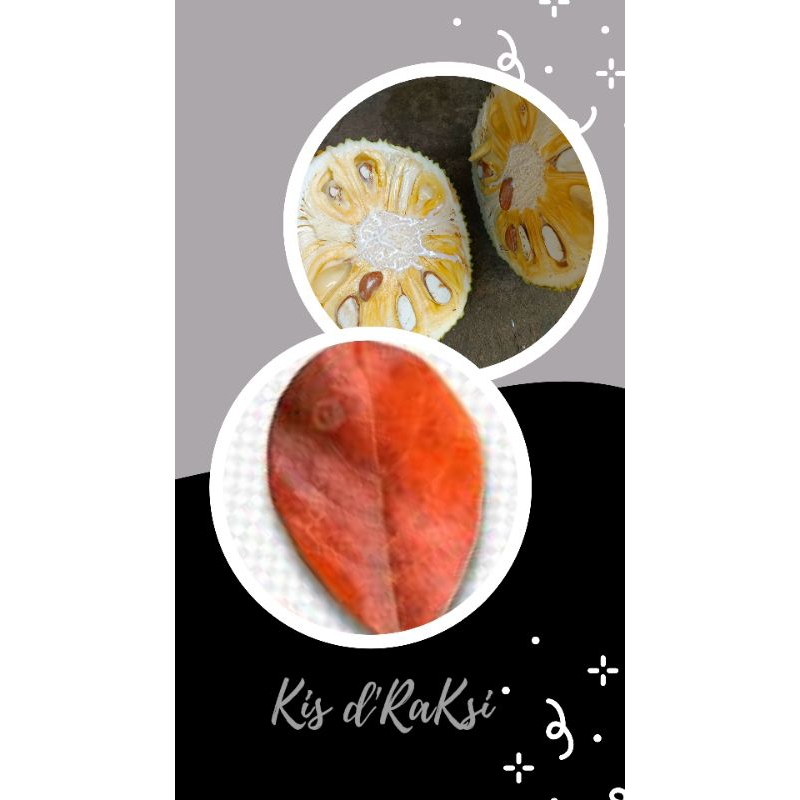 

Daun nangka kering 100 lembar