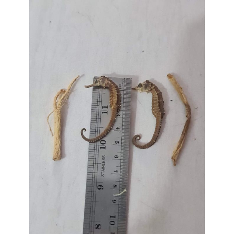

herbal kud4 2 ekor+akar ginseng 2 biji uk 5,7 cm