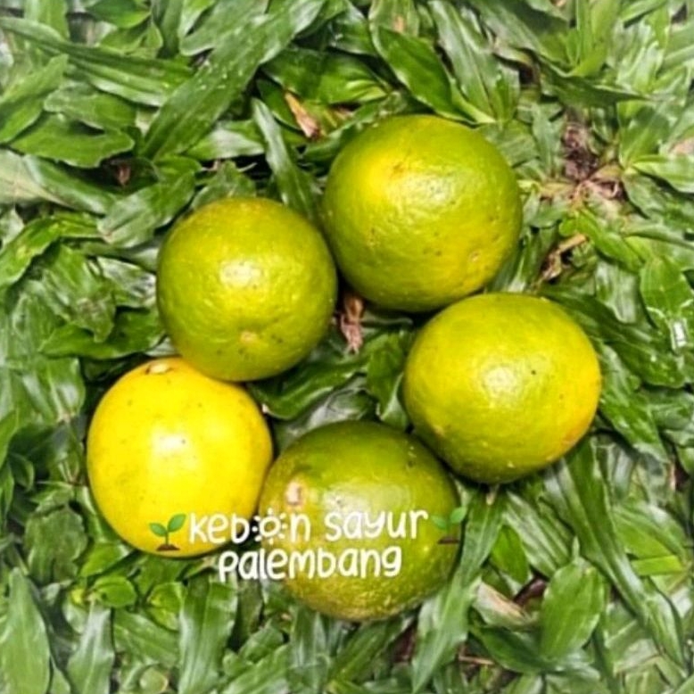 

Buah Segar Jeruk Nipis per pcs