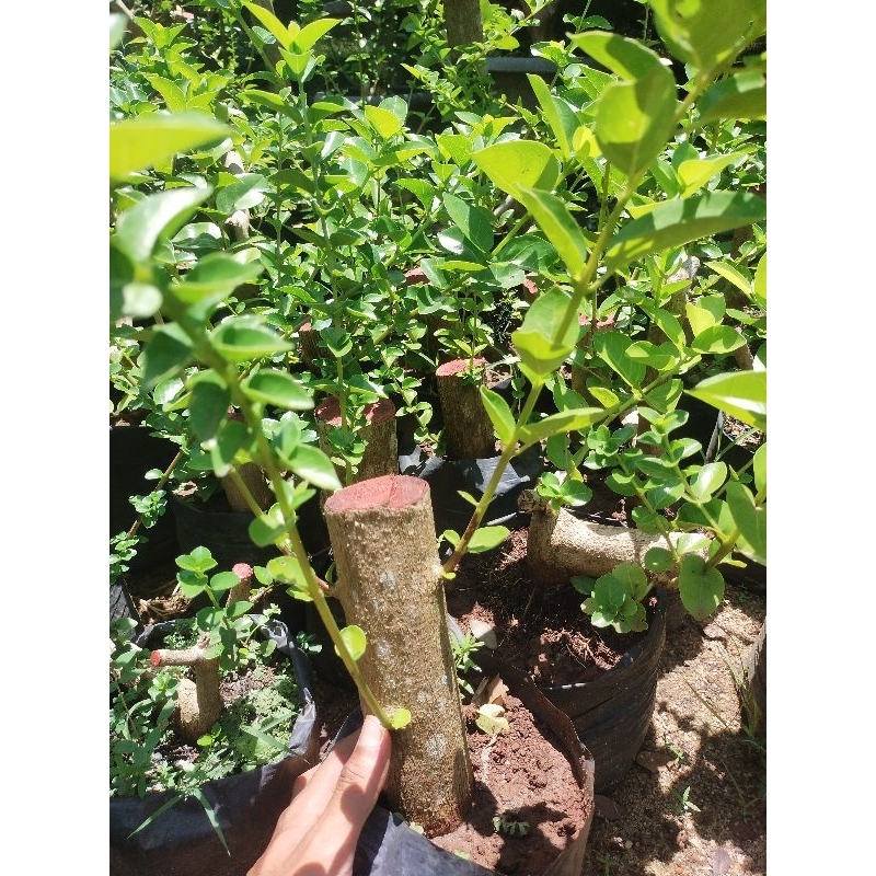 bahan bonsai sancang besar batang sesetang motor