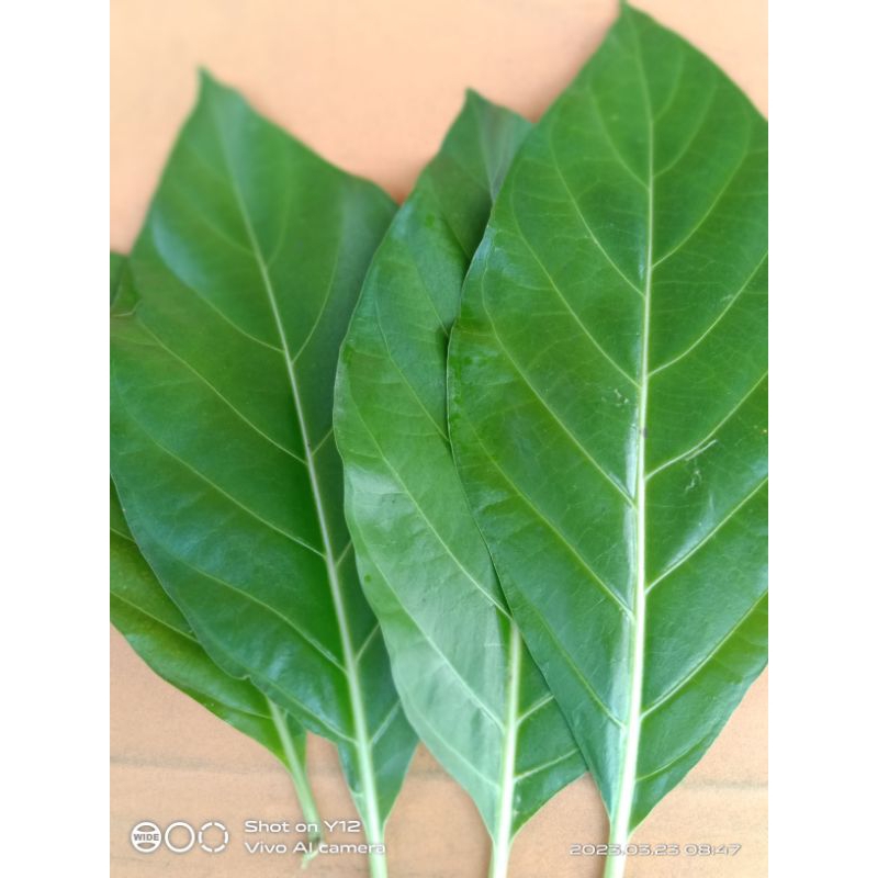 

Fress daun mengkudu /Morinda citrifolia 10 lembar