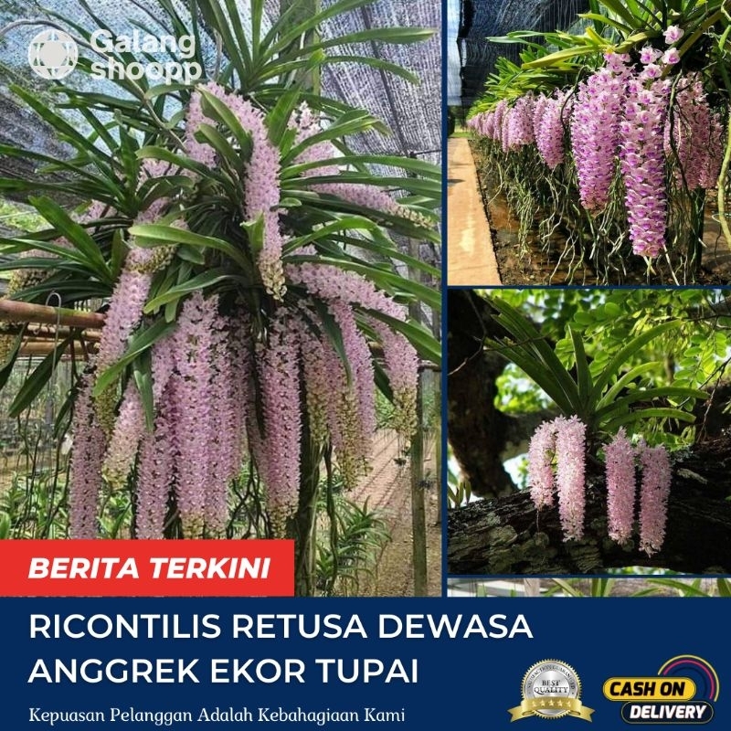ANGGREK EKOR TUPAI ANGGREK SPECIES ANGGREK RETUSA DEWASA SIAP BERBUNGA
