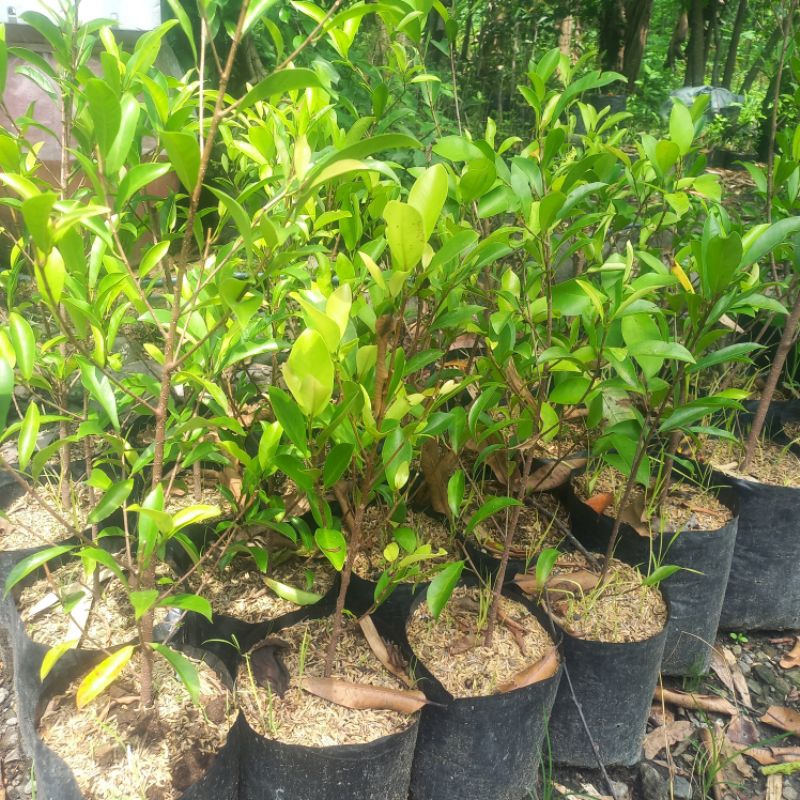 Beringin afrika (ficus salicria) beringin keriting