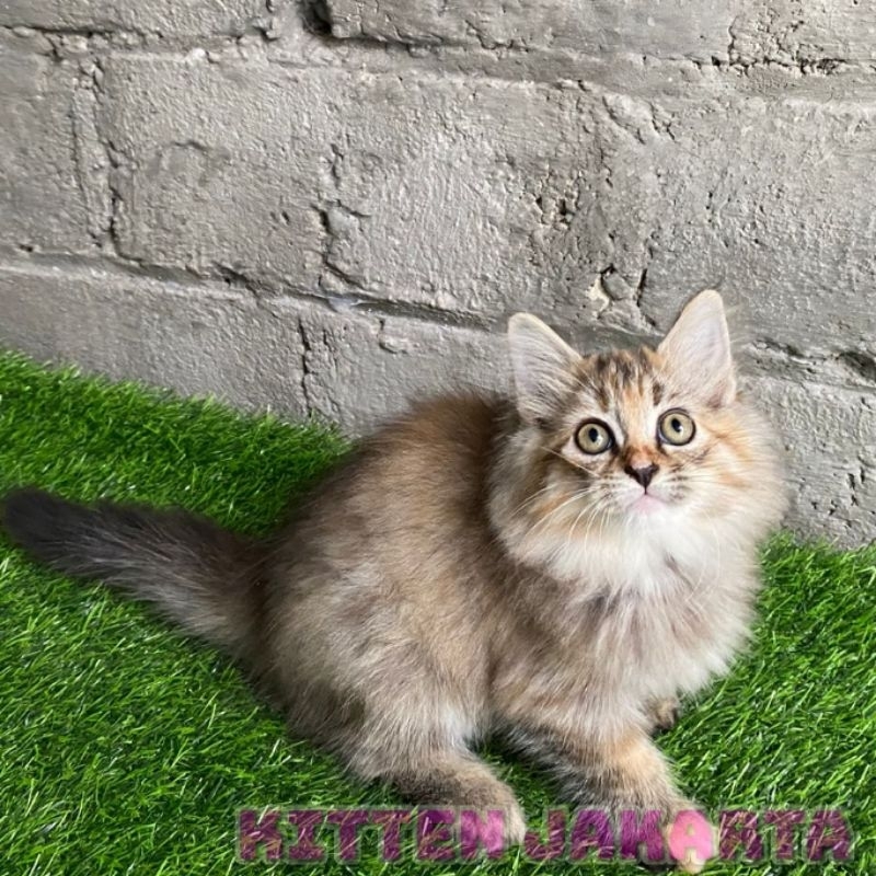 Kucing/Kitten Persia Norwegia