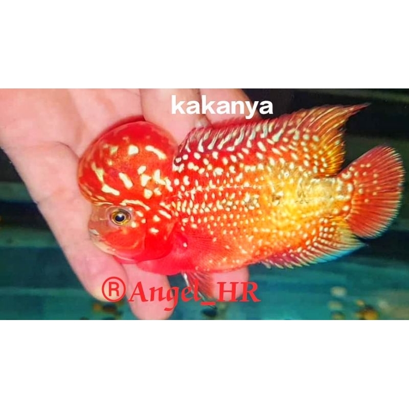 HR-Burayak kamfa f1 & kamfa classic 3-5cm gen thailand