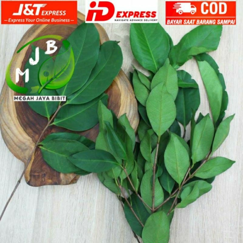 

daun salam 1kg