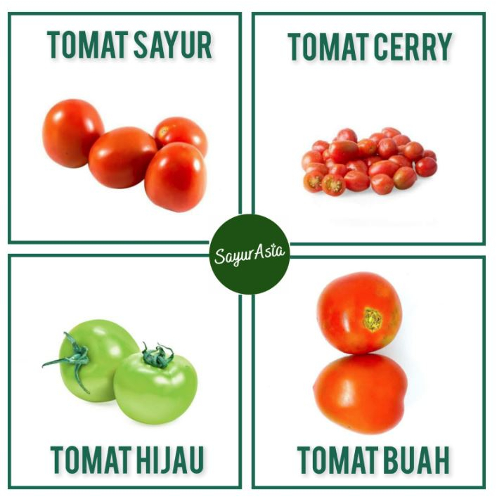 

TOMAT SAYUR / TOMAT BUAH / TOMAT HIJAU