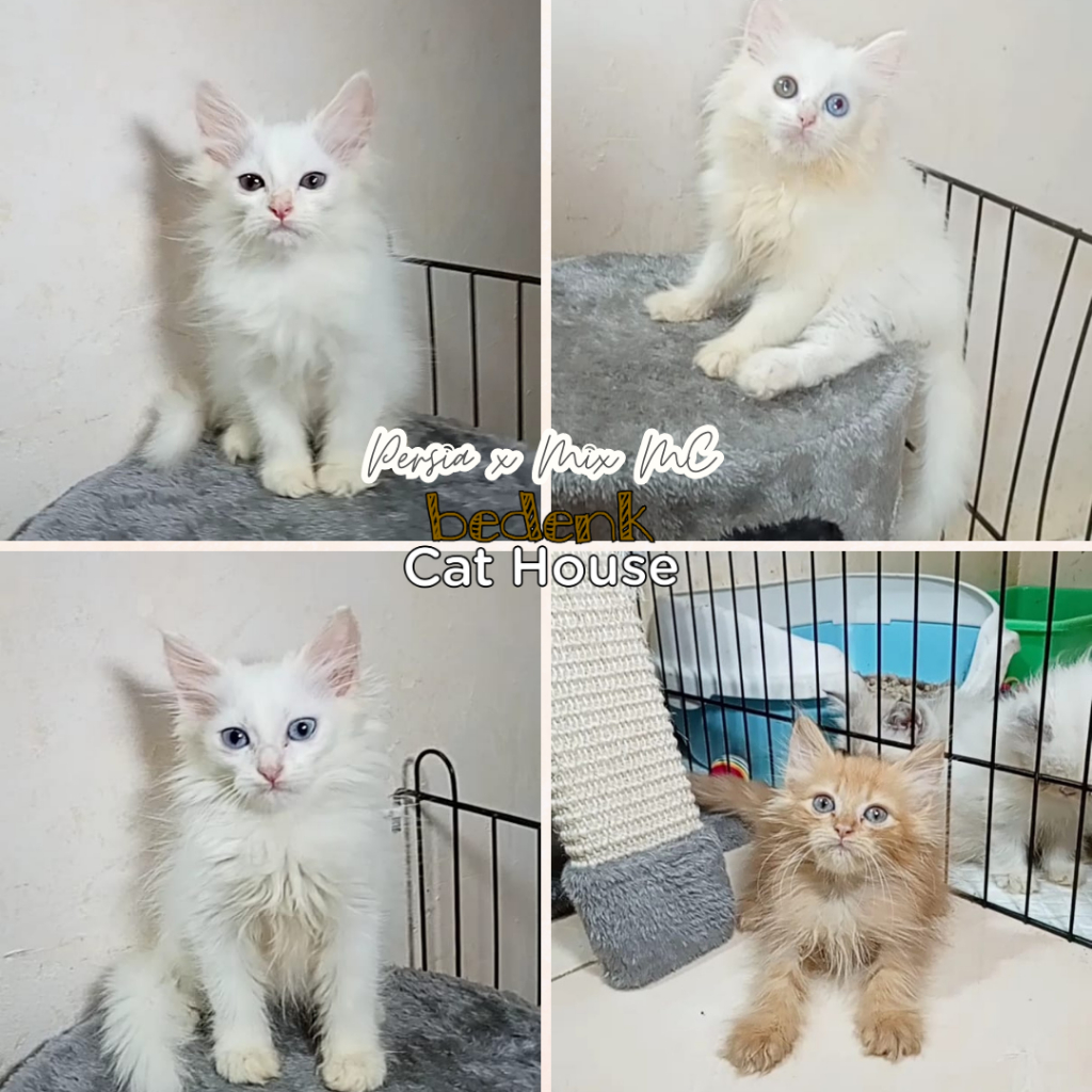 Kucing persia mix mainecoon red - MK04