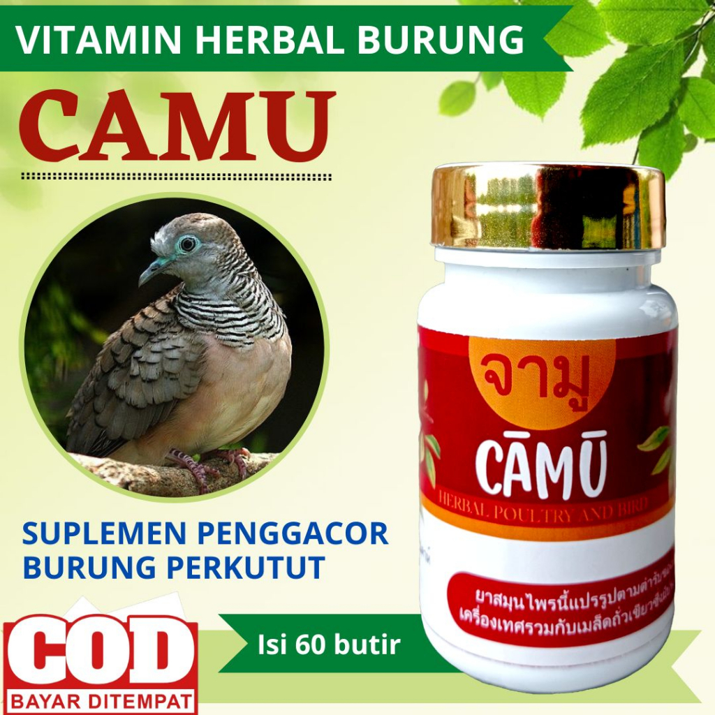 Camu Pil Perkutut Gacor | sehat | Manggung | Super | Bangkok | Katurangan | lokal | Putih Mata Merah