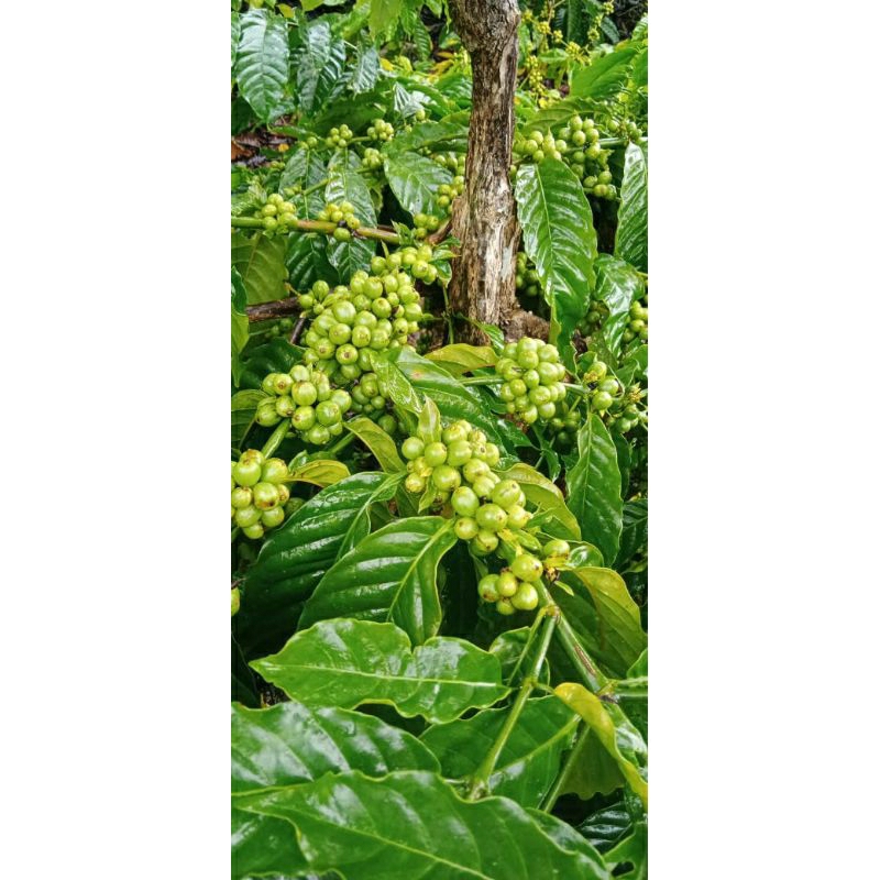 

kopi arsyad lampung utara 1kg