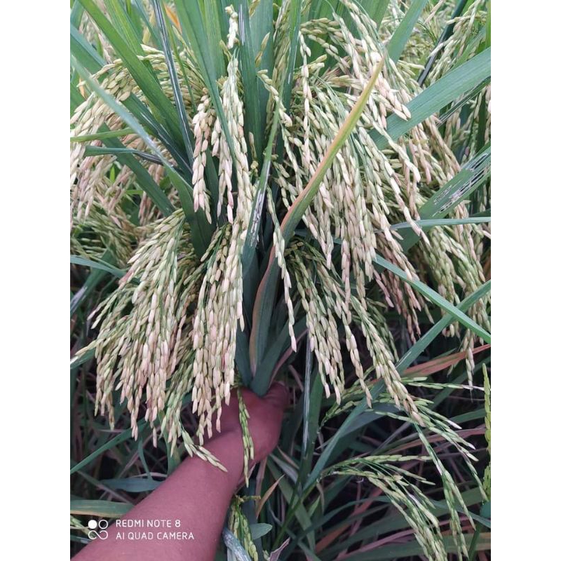 BENIH PADI UNGGUL CL 220 1KG