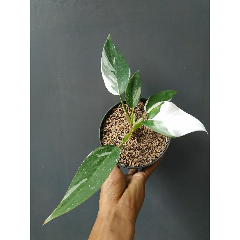 Philodendron White Princess