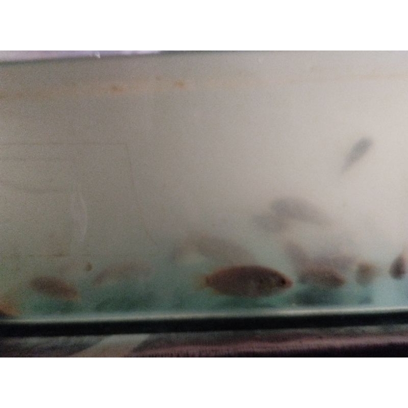 1000 per ekor bibit betok