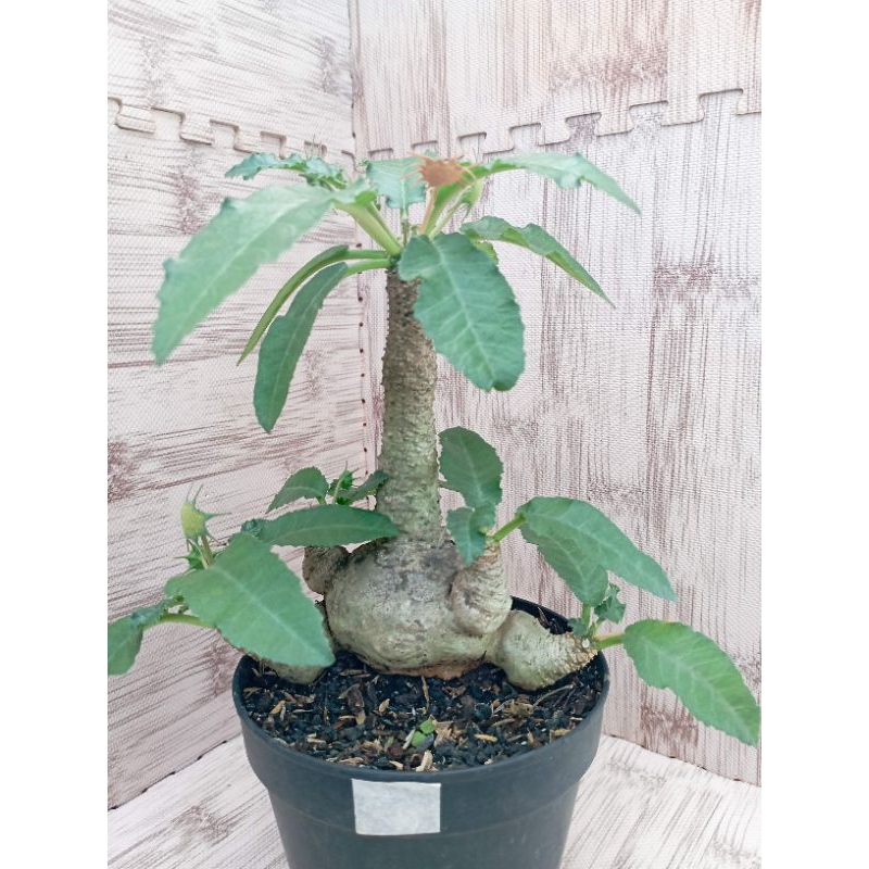 Dorstenia Hybrid jumbo DHB01