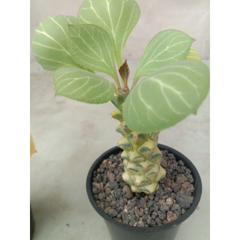 Euphorbia ritchiei var