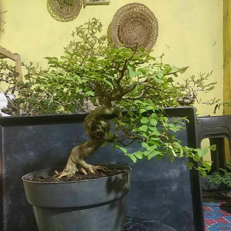 Bonsai Sakura Bunga Putih