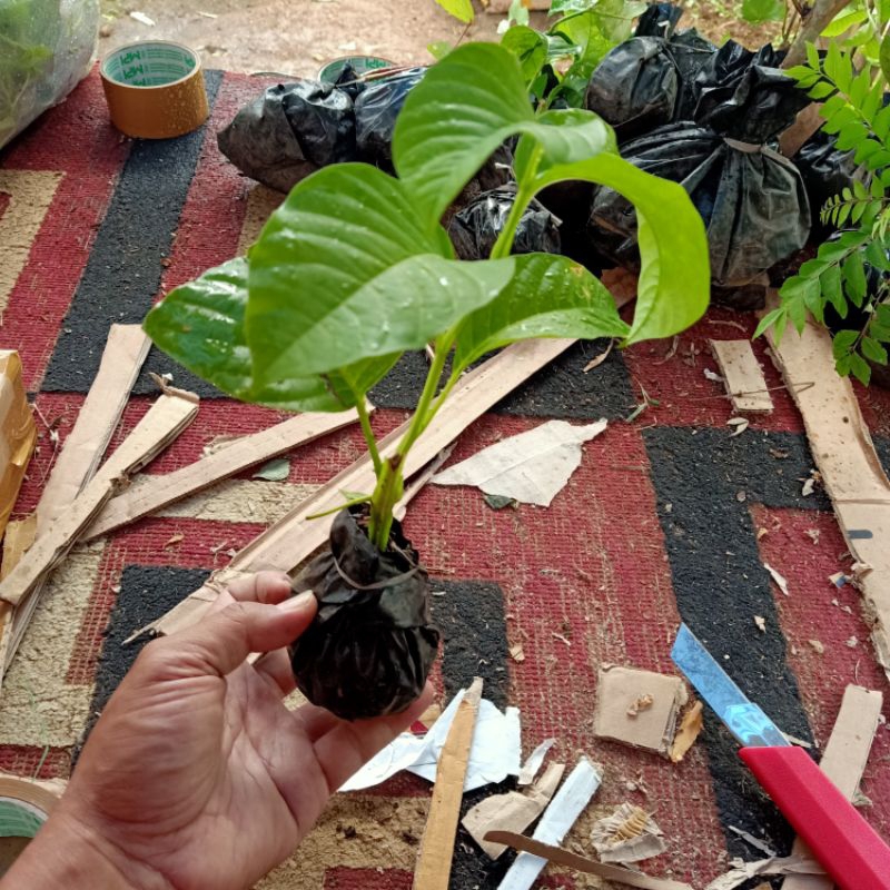 Bibit Markisa Jumbo erbis