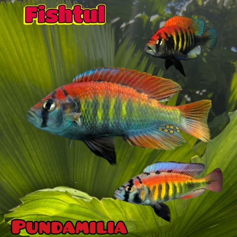 Cichlid Pundamilia